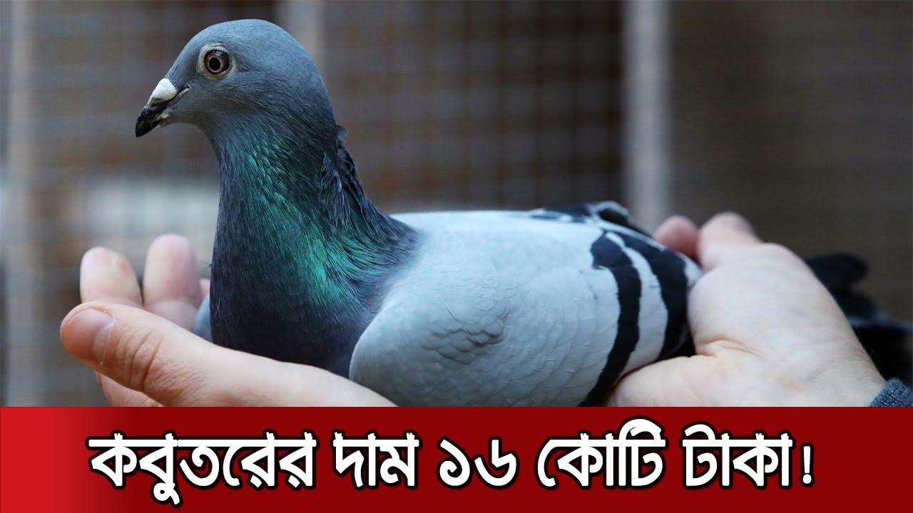 বিশ্বের সবচেয়ে দামী পায়রার খেতাব পেল নিউ কিম | Belgium Pigeon