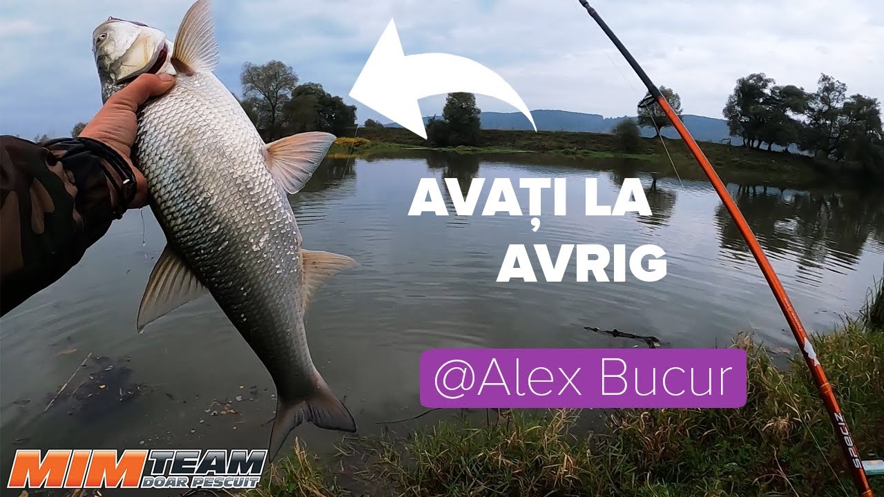 Avati pe Avrig cu Alex Bucur