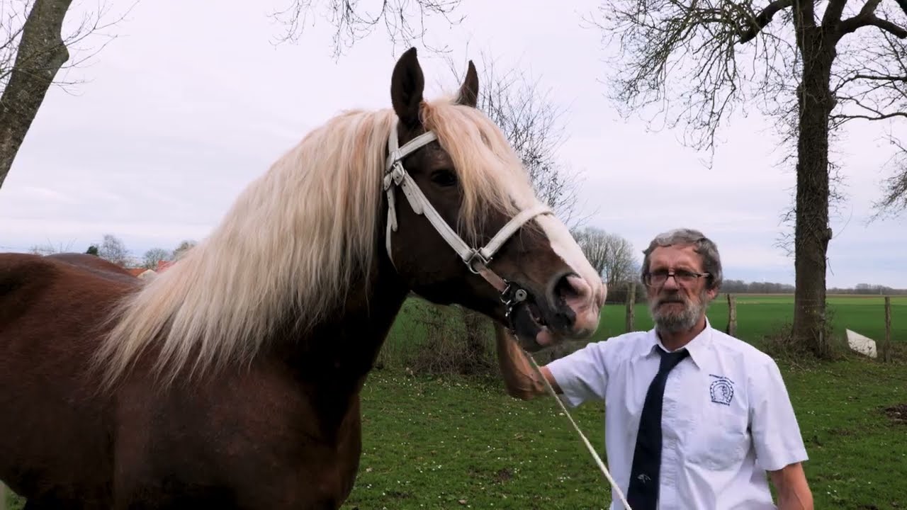 Élégant, cheval primé au Salon de l'Agriculture
