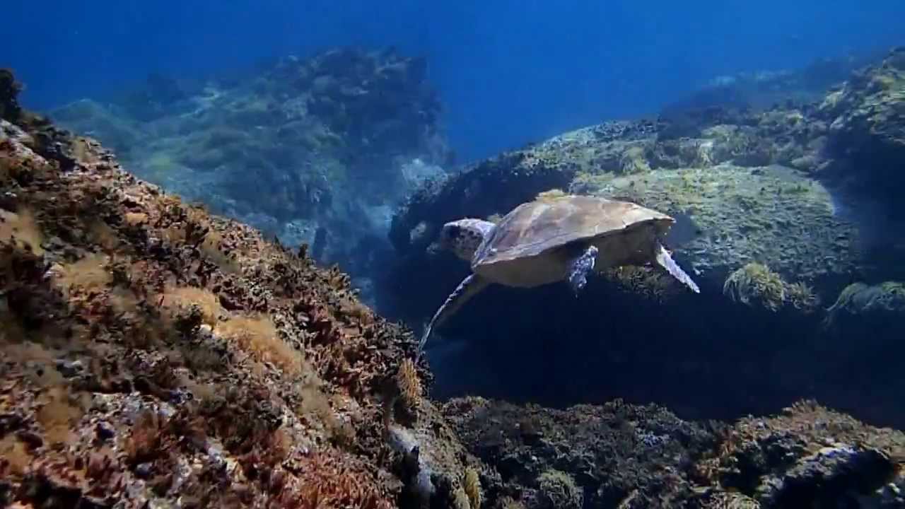 tortuga en playa curumbico