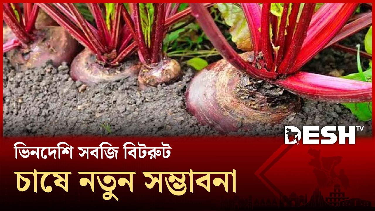 মেহেরপুরে বিটরুট চাষে আগ্রহ বাড়ছে কৃষকদের | Meherpur | Bitrut | FarmerSuccess |  Desh TV