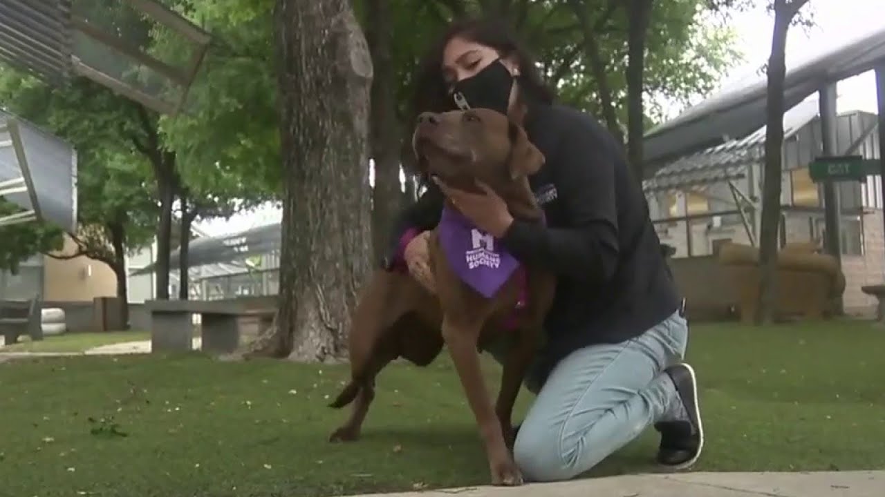 San Antonio animal shelters see increase in adoptions during COVID-19 pandemic
