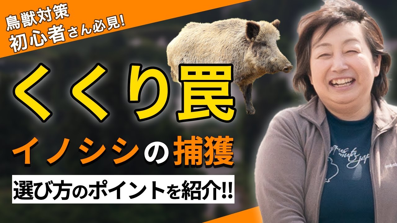 【イノシシ 捕獲】イノシシをくくり罠で捕獲！選び方のコツと設置方法