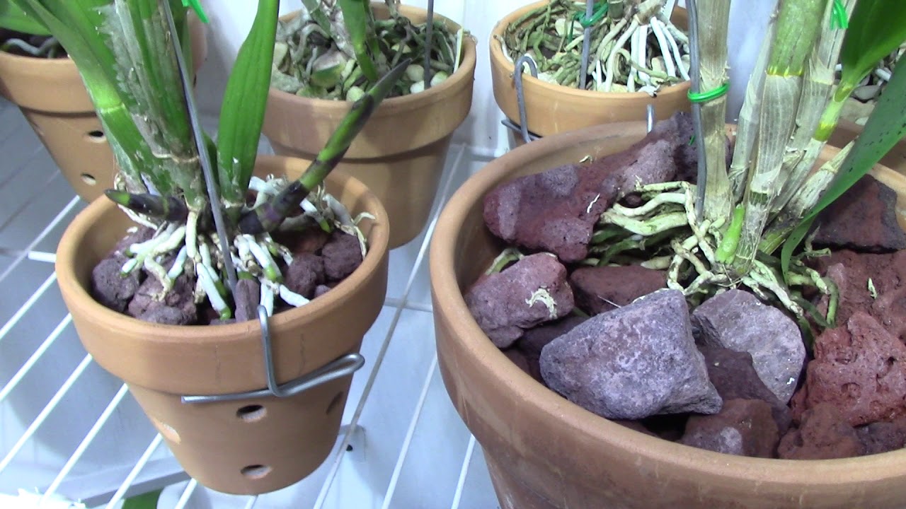 Orchids.....rambling about orchid growth...