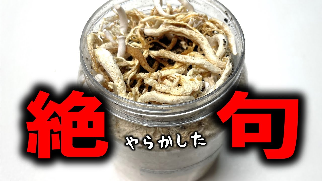 うわあぁぁっ！とんでもない姿に変わり果てた全身ピカピカのクワガタの幼虫を見て絶句した