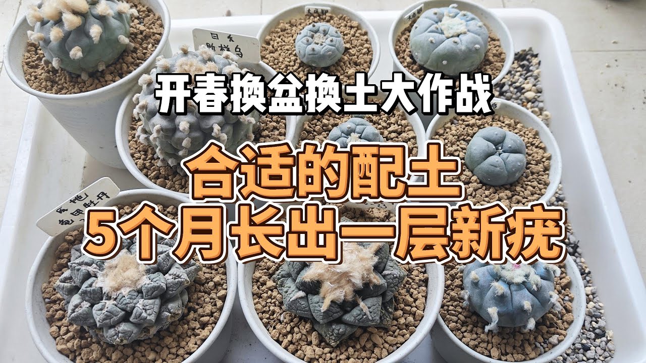 开春换盆大作战，合适的配土方案可以促进球球生长