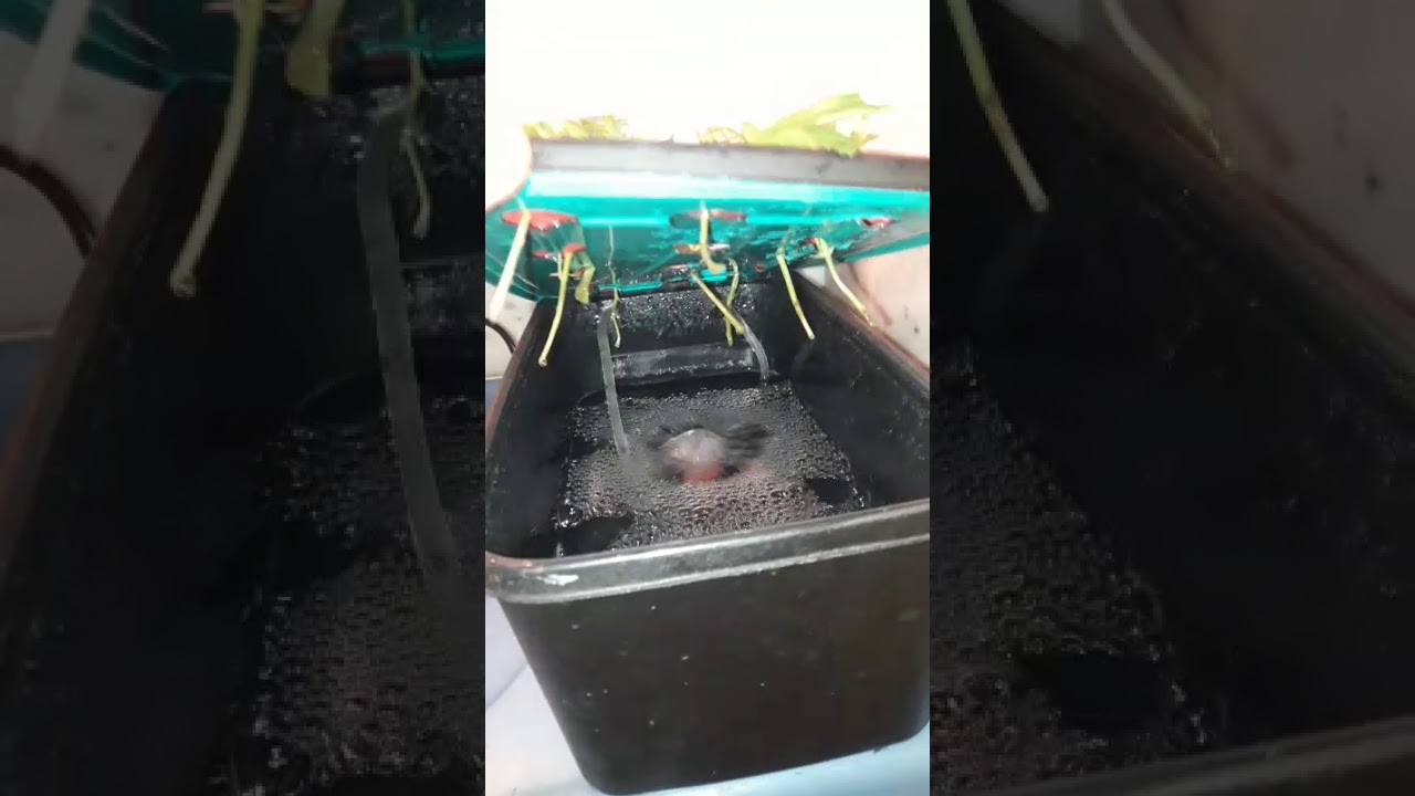 Aeroclonador La Fabrica de Esquejes