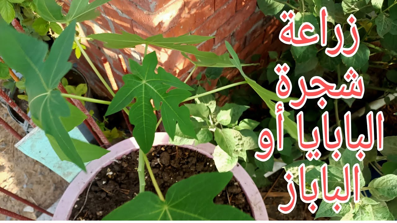 زراعة شجرة البابايا أو الباباز على السطح
