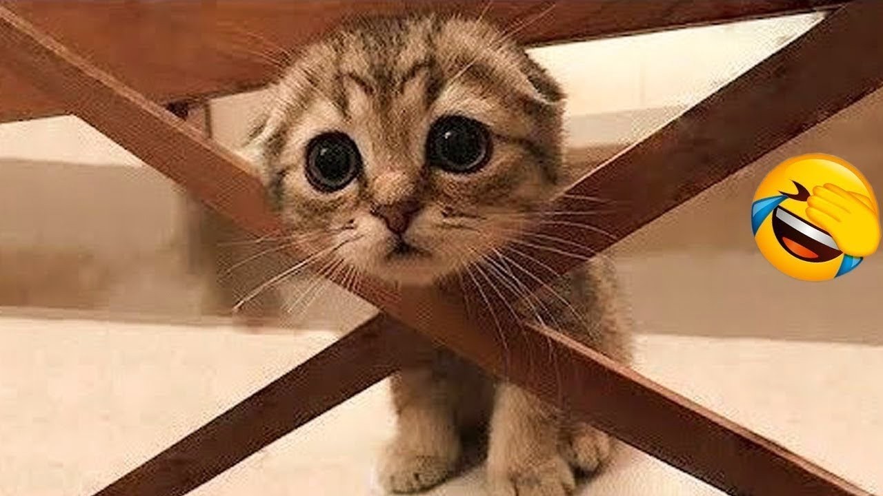 Funniest Cats and Dogs Clip 2025😼🐶Try Not To Laugh😜