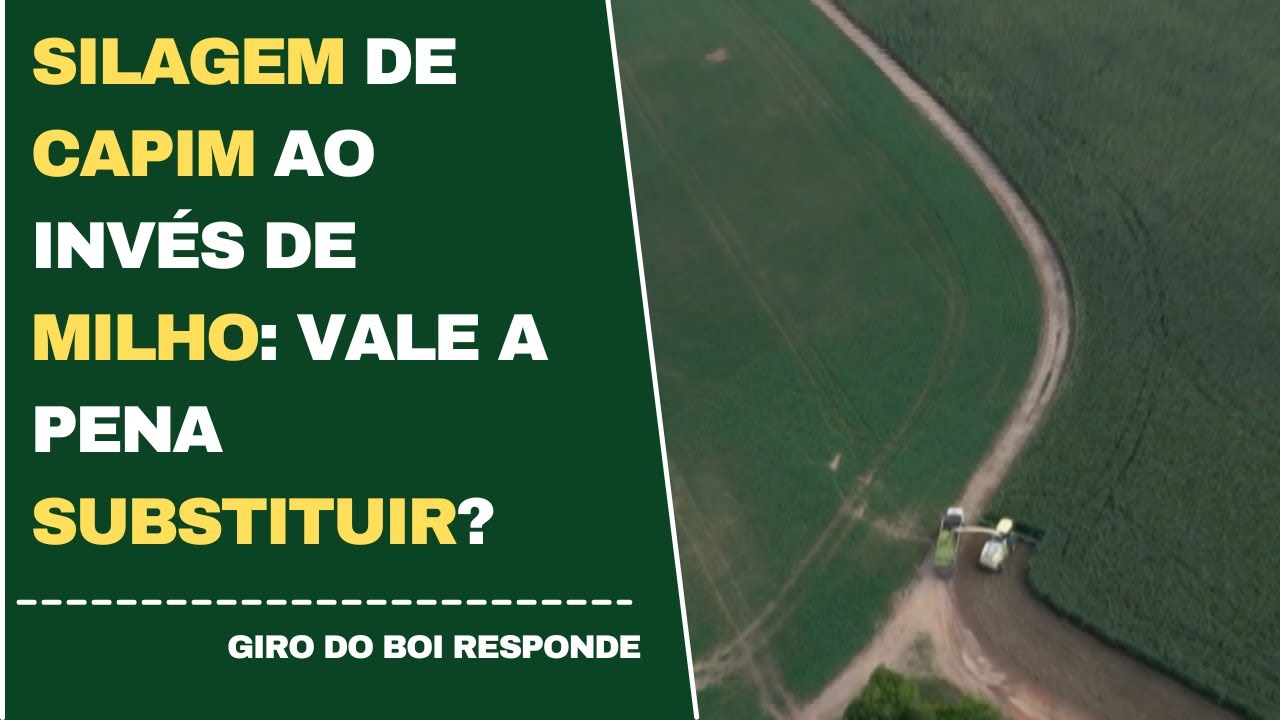 SILAGEM DE CAPIM AO INV&Eacute;S DE MILHO: VALE A PENA SUBSTITUIR?