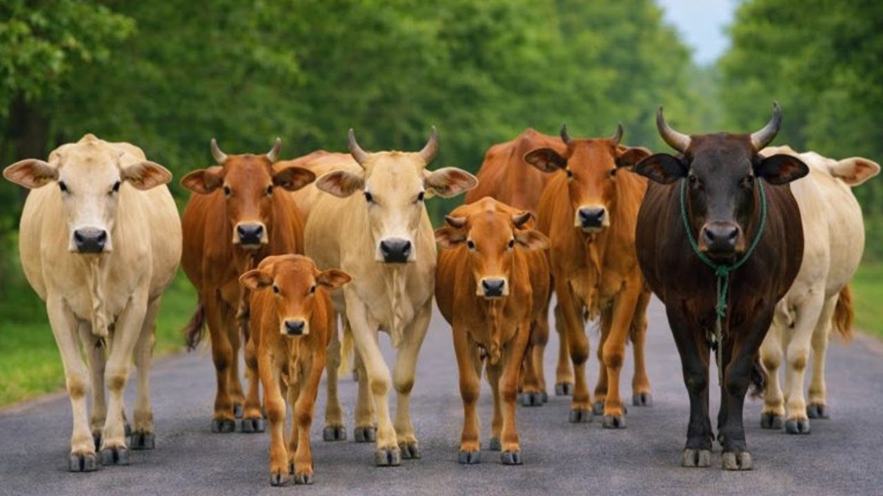 Mengiring Sapi Lembu  Menuju Ke Kandang Peternakan Hewan Ternak sapi - Suara sapi moo