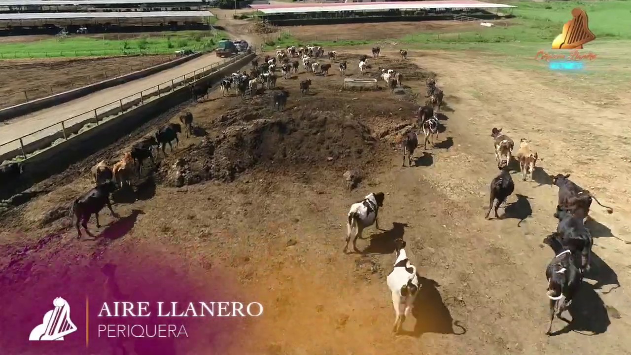 PERIQUERA | AIRE LLANERO