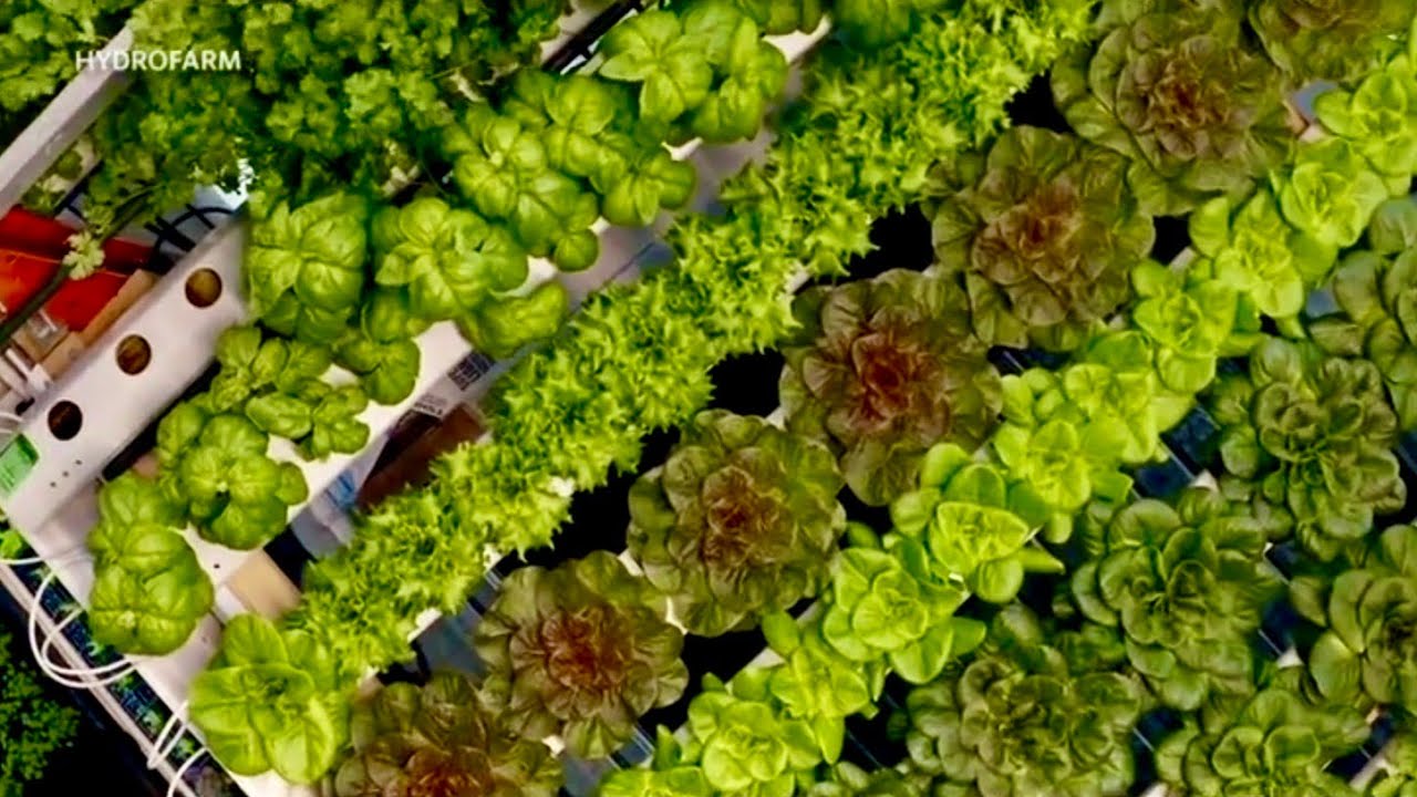 Hydrofarm CEO discusses hydroponic indoor farming, cannabis, and the company's outlook for growth