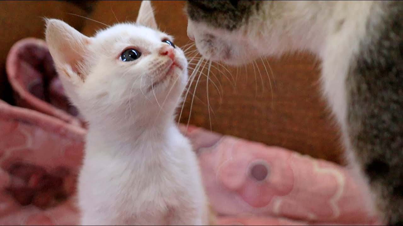 Kitten That Only Looks At Its Mother