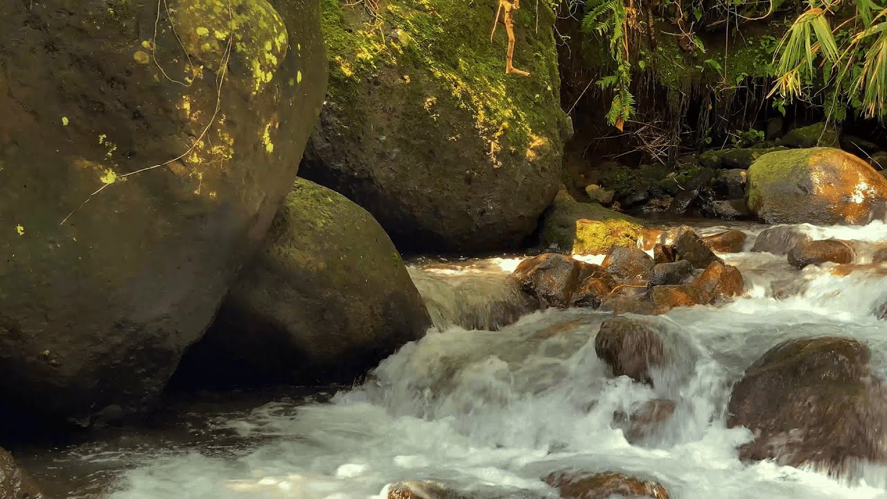 Pure Nature ASMR | Gentle River Flow in a Tropical Forest (No Music, No Talking)
