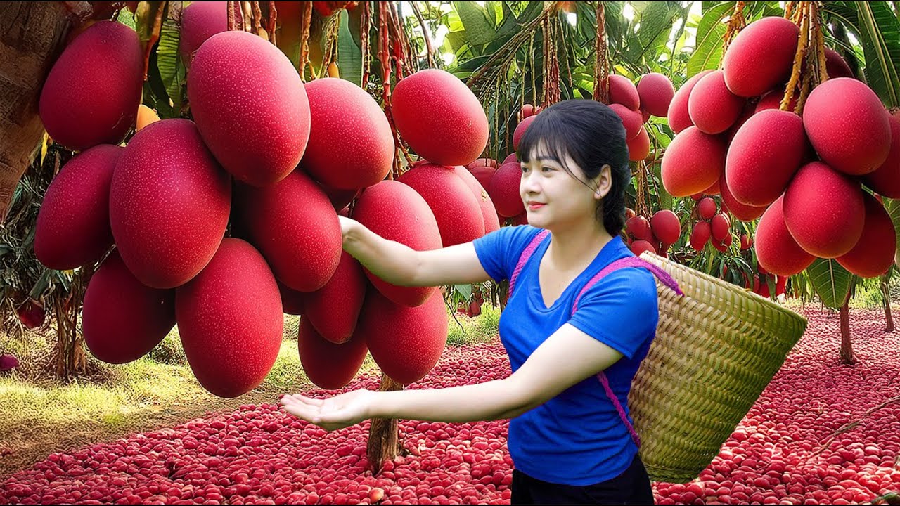 Amazing! 24 HOURS Harvesting sweet giant tropical mango- How to grow & make traditional cooking easy