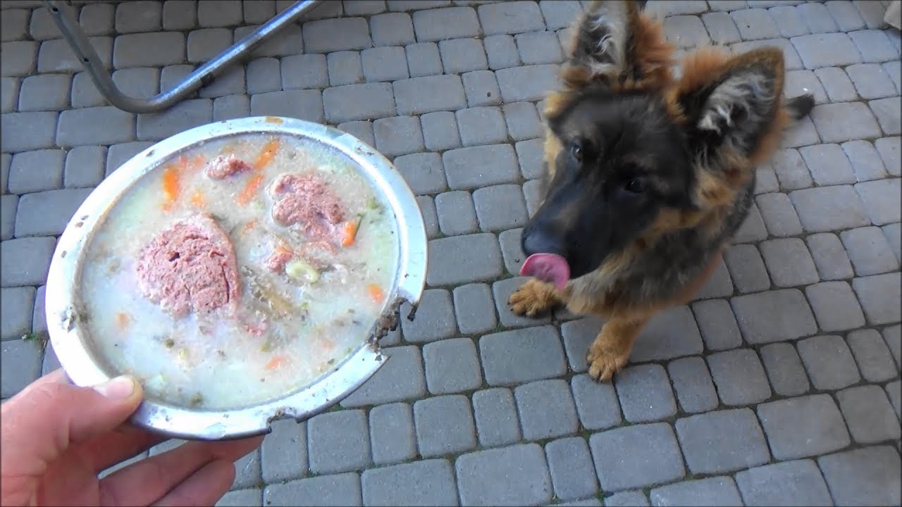 German Shepherd's breakfast/Śniadanie Owczarka Niemieckiego