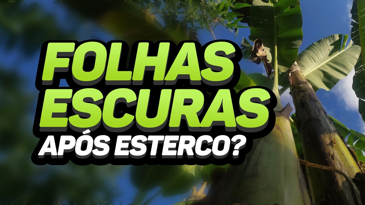 FOLHAS ESCURAS APÓS USO DE ESTERCO: O QUE ESTÁ ACONTECENDO E COMO RESOLVER?