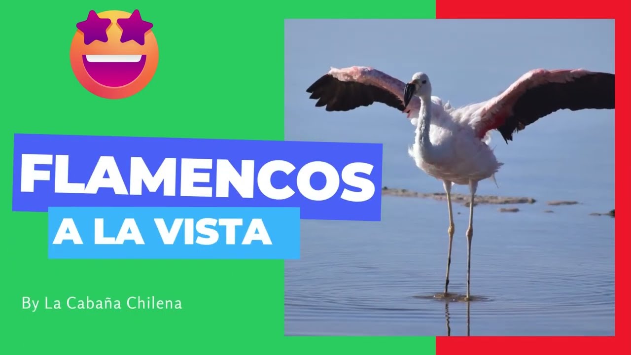 LAGUNA CHAXA - San Pedro de Atacama - FOTOS, horarios y c&oacute;mo llegar. Un lugar 😍 para ver flamencos