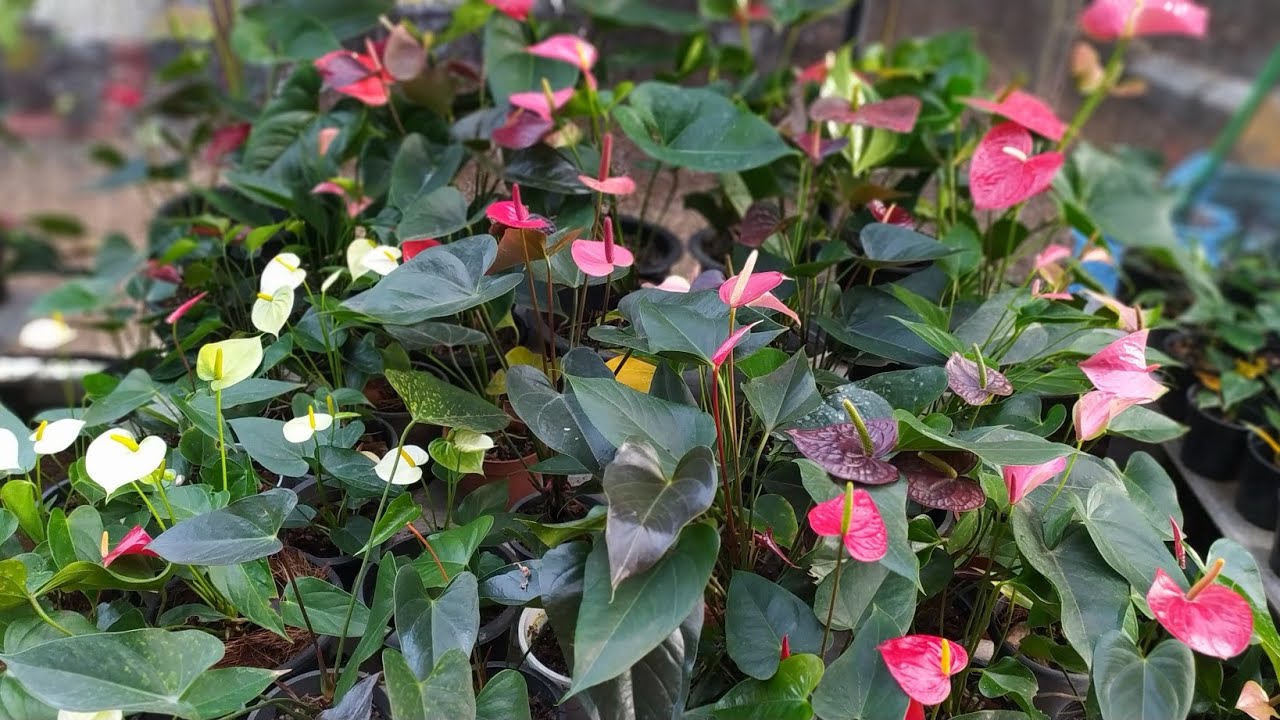 ඔන්න අද තාවානේ ඇවිදලා බලලාම ඔයාට කැමති විදිහට මල් තෝරලා ගමුද? වර්ග 50කටත් වැඩියෙන් තියෙනවා0752878676