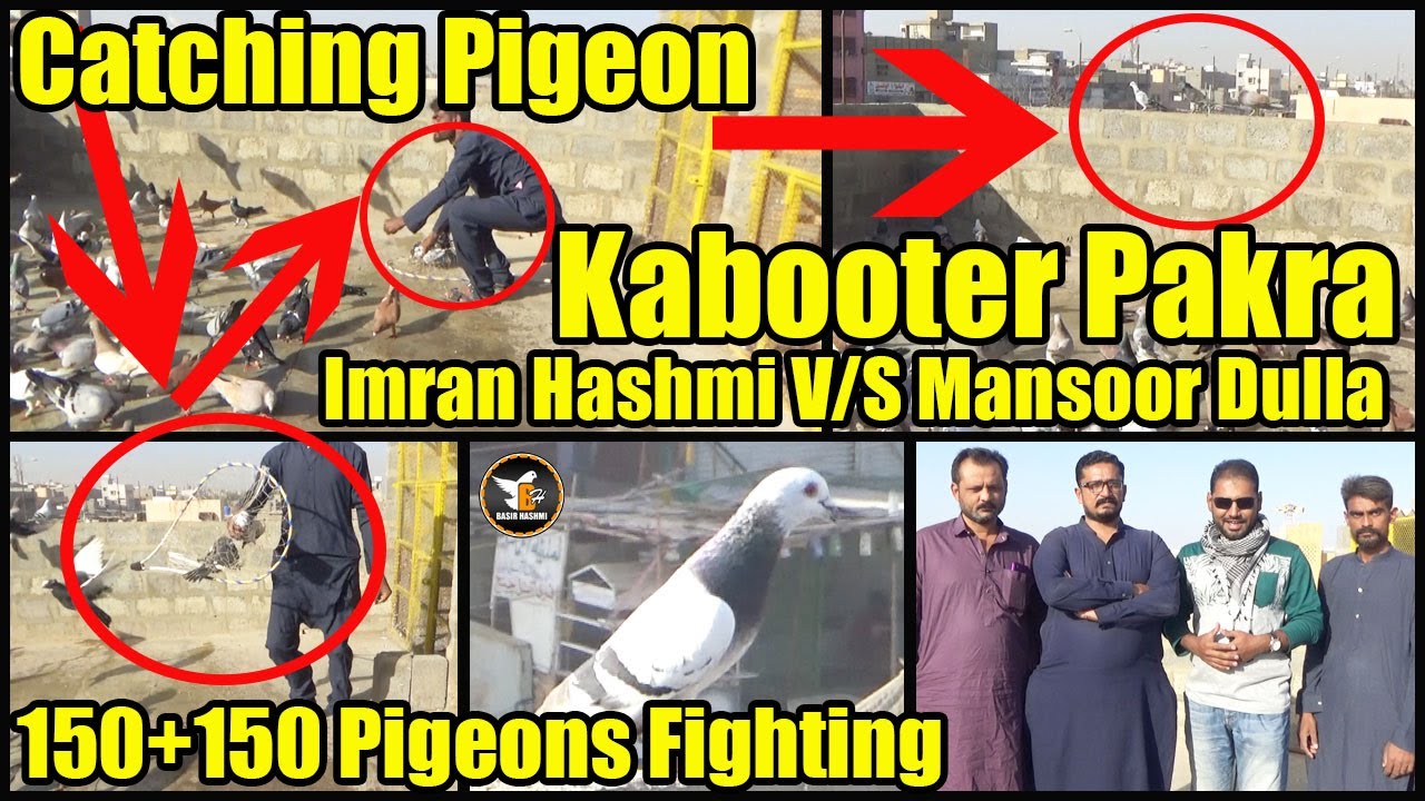 Imran Hashmi V/S Mansoor Dulla 150+150 Pigeons Fighting Larraya | Kabooter Pakra | Catching Pigeon