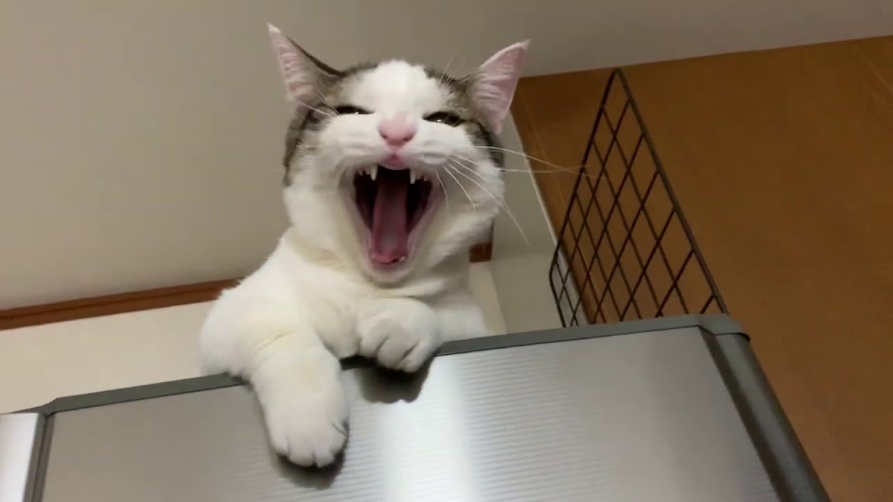 子猫のときから人に頼る豆大福がかわいい