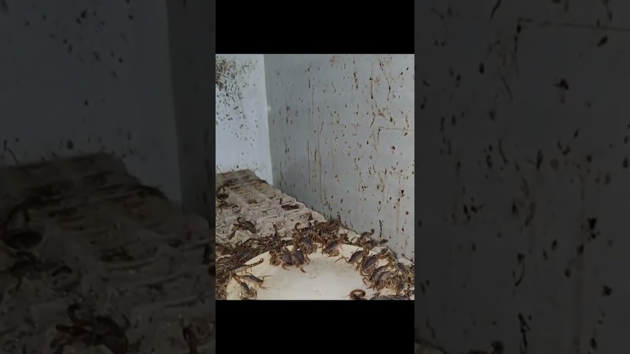 scorpion breeding 🦂 #ccto #scorpions #breeding #exotic #viral #trending #shorts