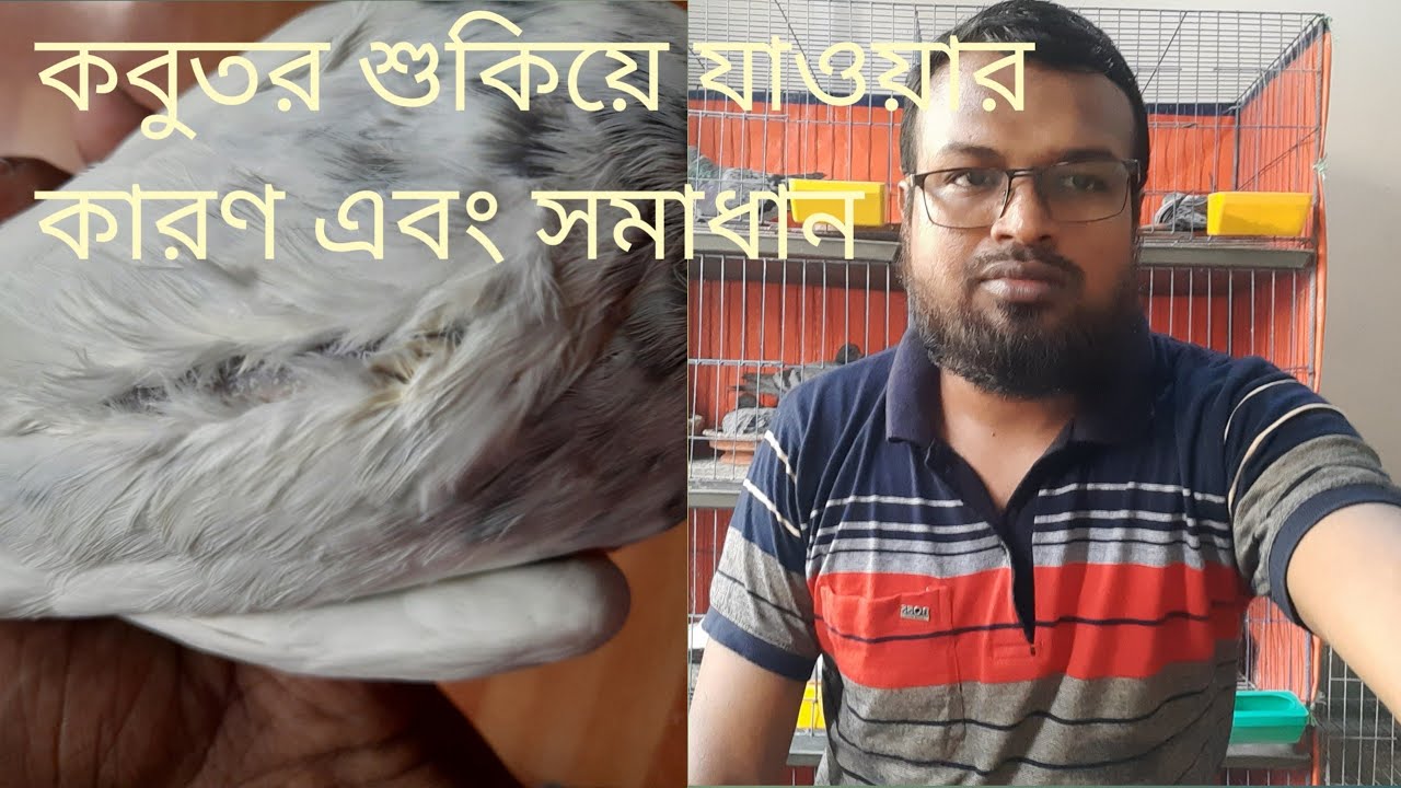 কবুতরের বুকের হাড় বেরিয়ে শুকিয়ে যাওয়ার কারণ এবং তার সমাধান।