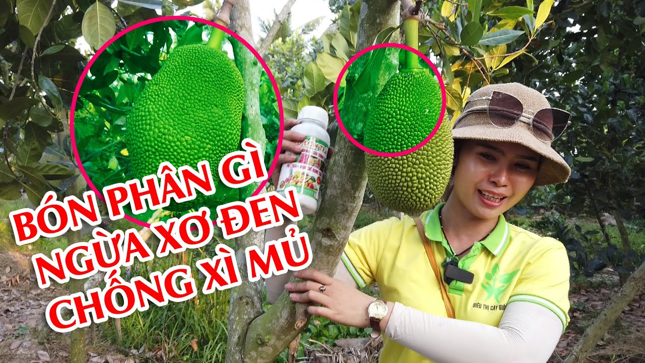 Bón phân cho cây mít PHÁT TRIỂN - NUÔI TRÁI TO