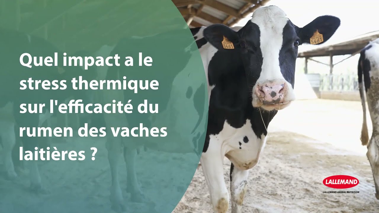 Quel est l'impact du stress thermique chez les vaches laitières ?