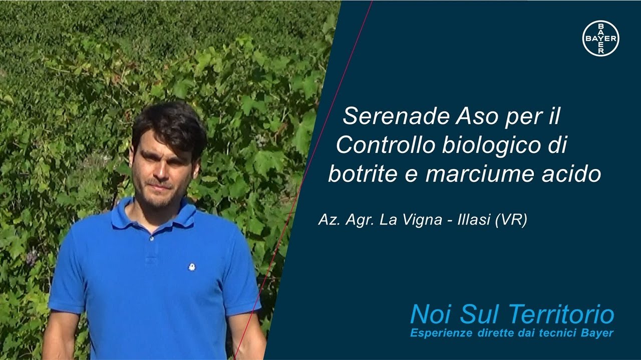 Noi Sul Territorio - Serenade Aso per il controllo biologico di botrite e marciume acido