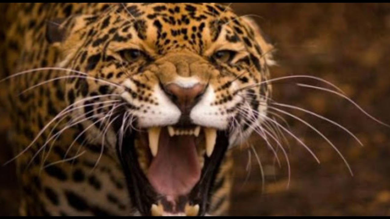 Monchito Merlo _ El Tigre de los Arenales 🐯🐅 _ Chamame