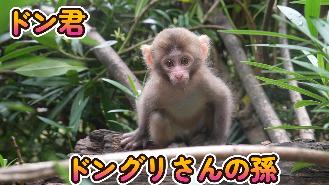 【赤ちゃん・ニホンザル・４K動画】ドングリさんの孫なのに…ドン君の“意外な顔立ち”