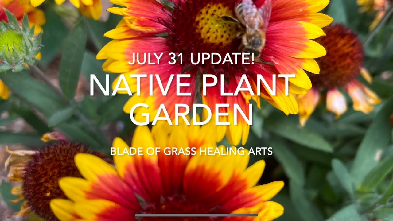 Colorado Native Plant Garden - July 31 Update!