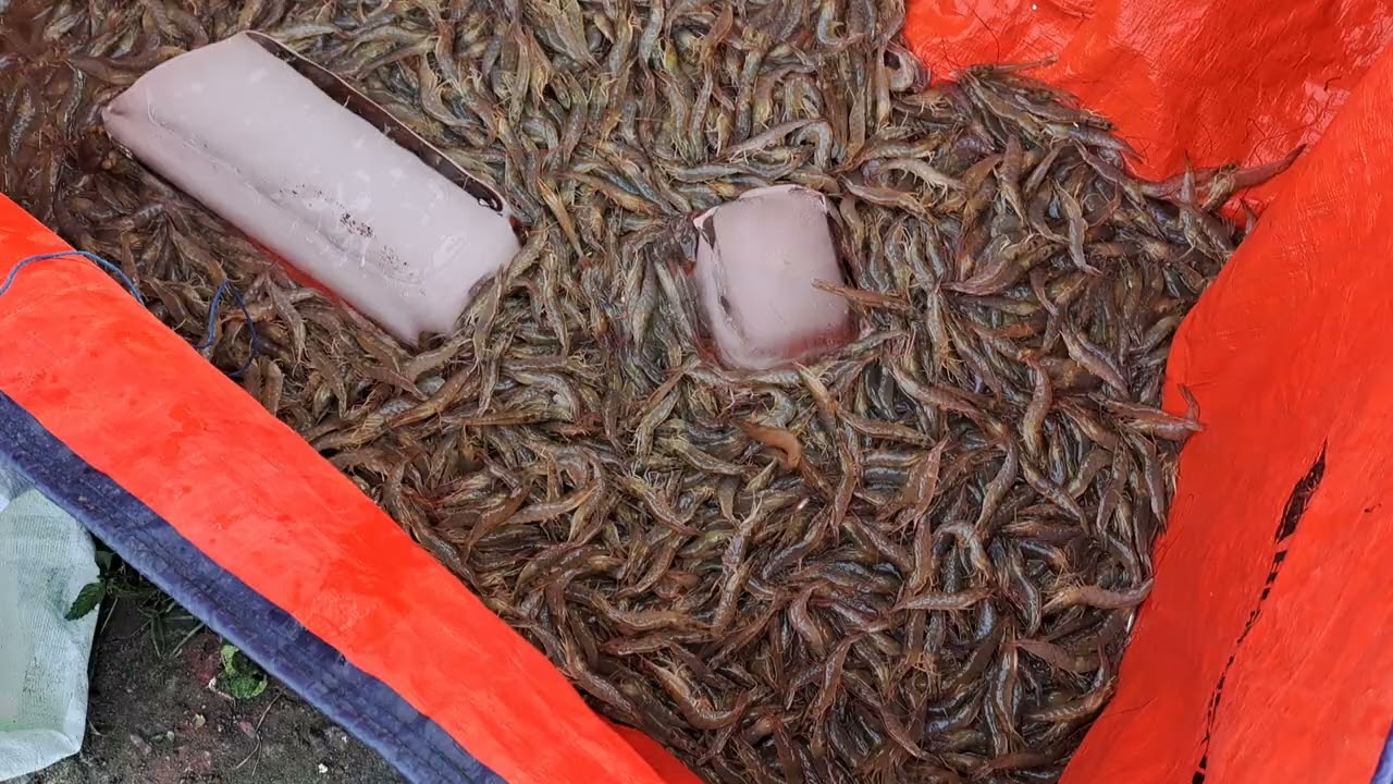 Panen udang kec glagah kab lamongan