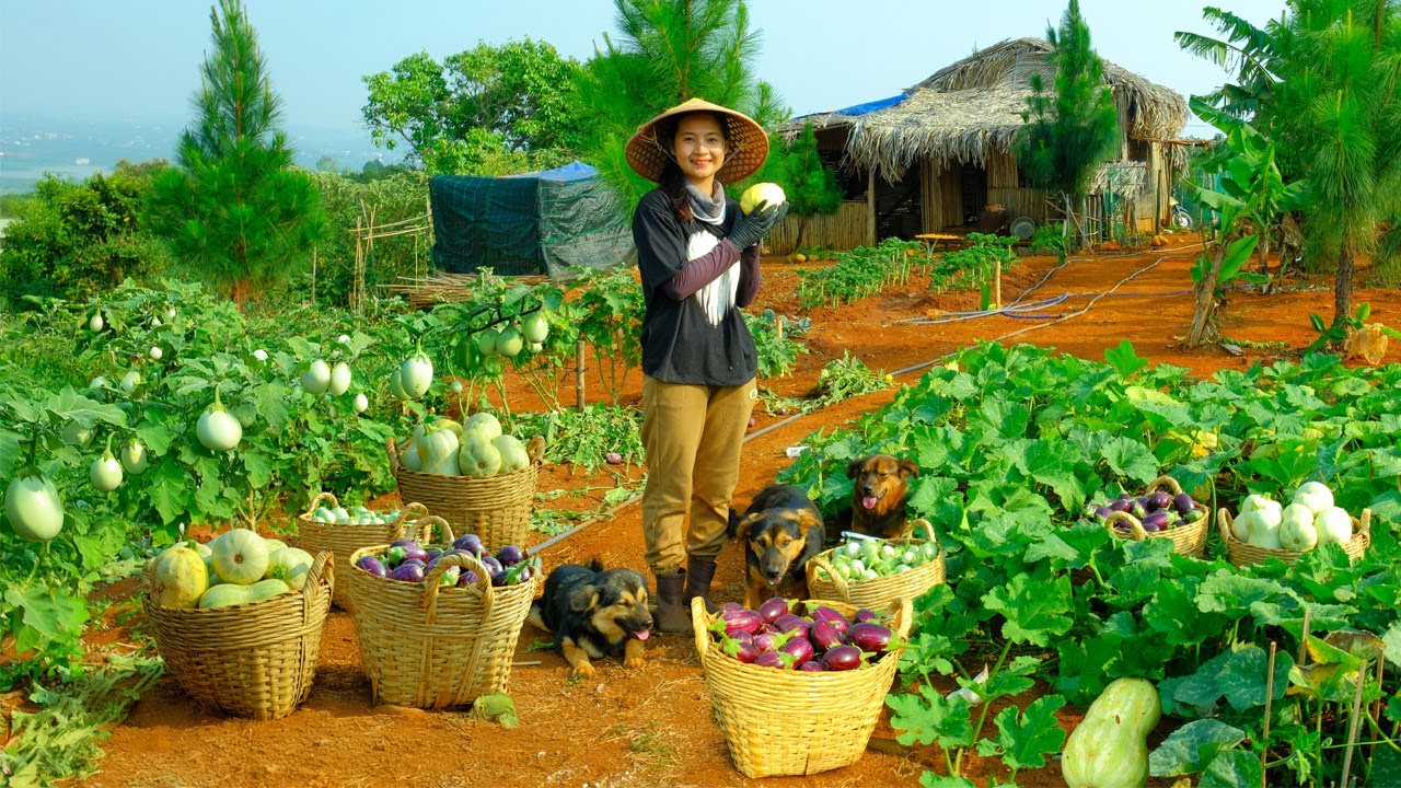 Grow Vegetables, Raise Poultry, Harvest Bottle Gourd, Sweet Eggplant to Sell at the Market.
