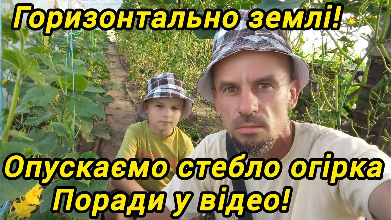 Два способи ,як опустити стебло огірка. Вирощування в одне стебло.