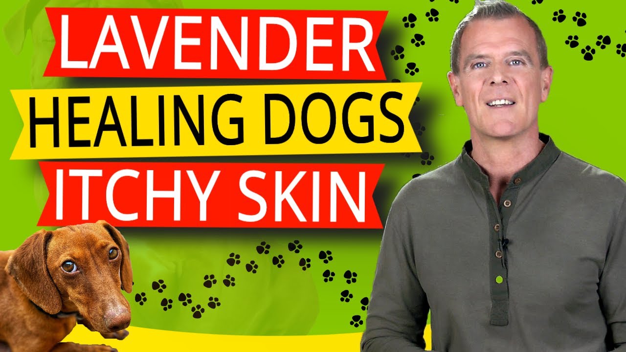 Lavender Oil For Dogs Itchy Skin (Healing, Calming & Soothing The Skin)