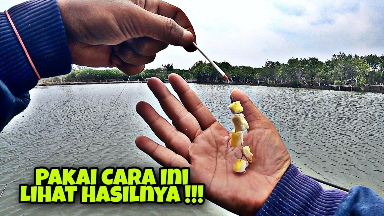 Jangan Pakai Cara Ini !!! Tambak Harian Auto Bangkrut