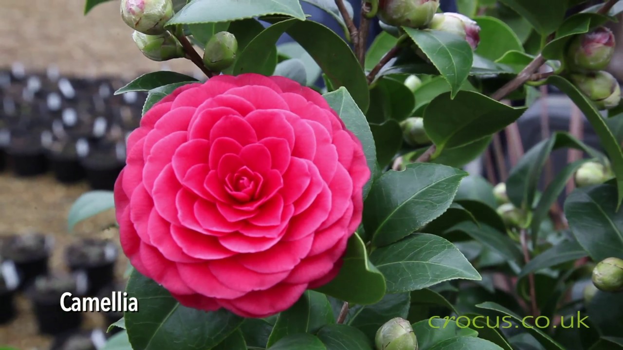 Plants for Winter Interest