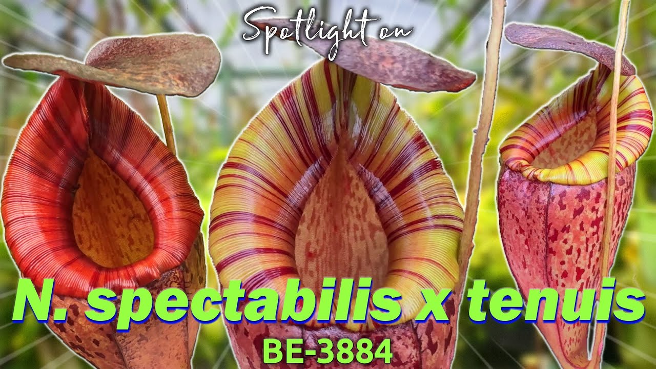N. spectabilis x tenuis – BE-3884 | Hybrid Carnivorous Plant Spotlight
