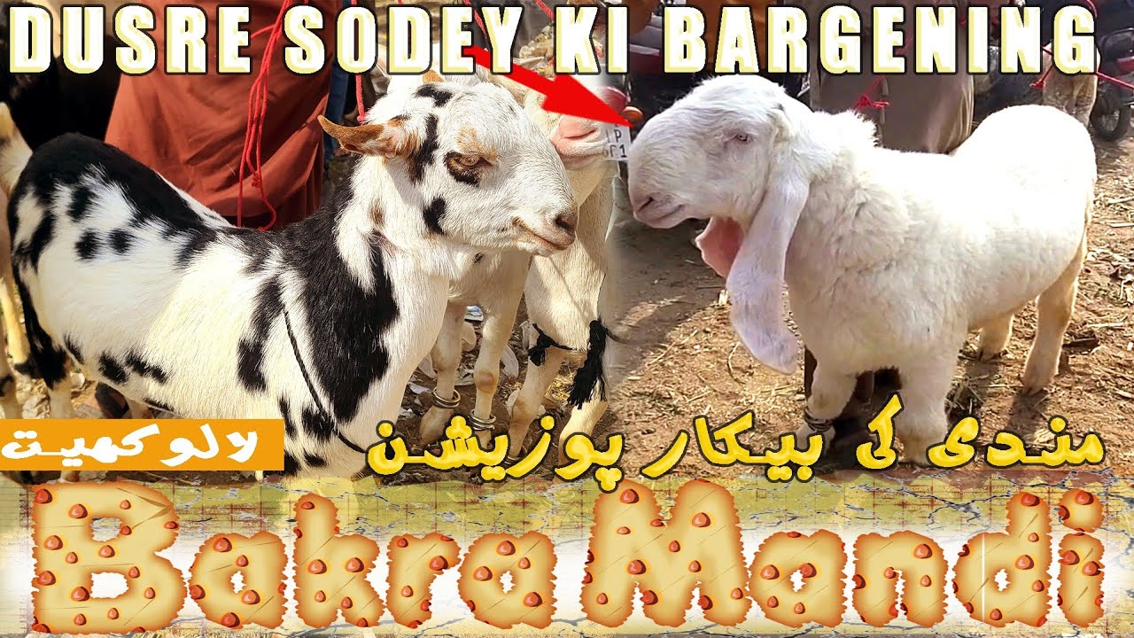 2nd Bargening of 2026 l Lalukheit Bakra Mandi Karachi latest update l bismillah cattle 