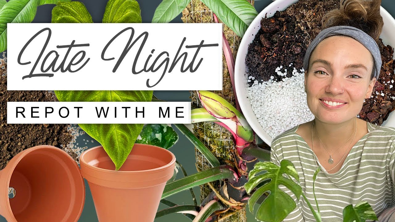 Late Night Plant Chores 🌙 Repotting, Moss Pole Making + Chat 🌿