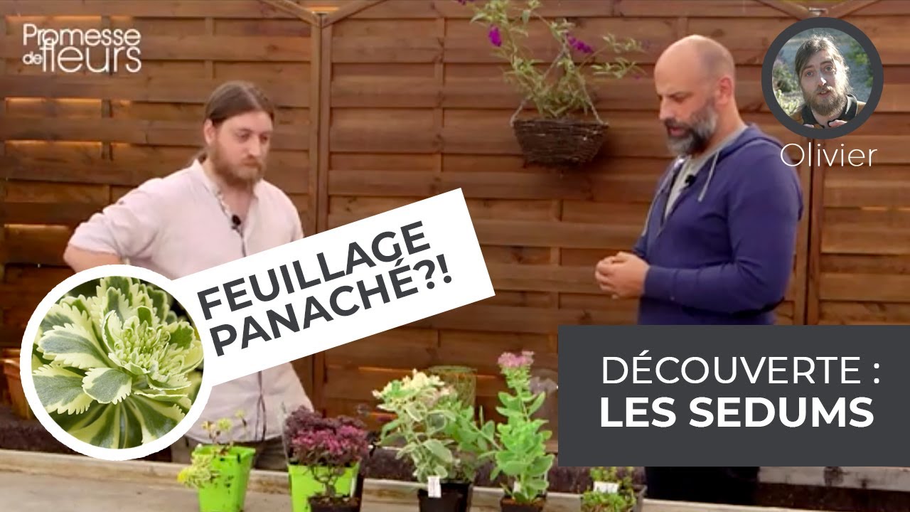 Découverte : les Sedums