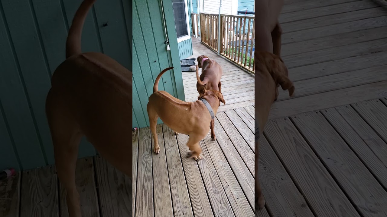 BREEDING RHODESIAN RIDGEBACKS # Breeding # Educational 