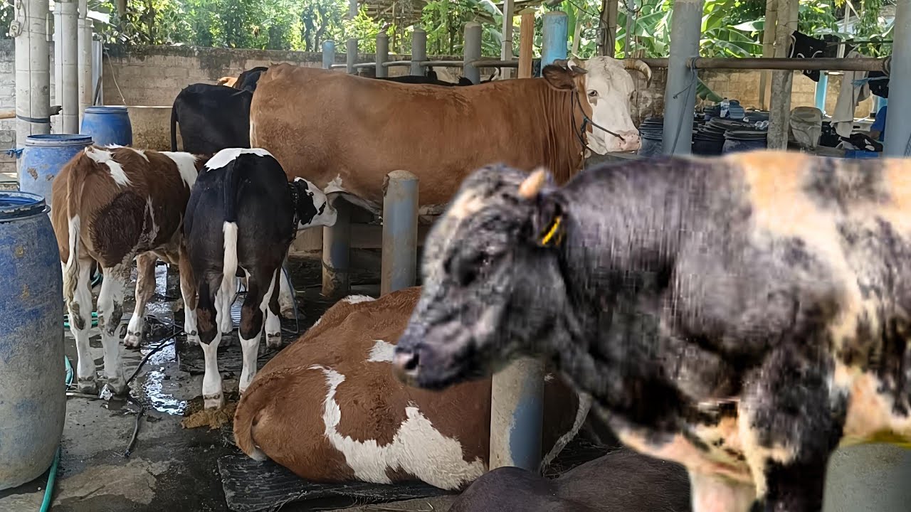 SPESIALIS BREEDING SAPI HASILKAN PEDET