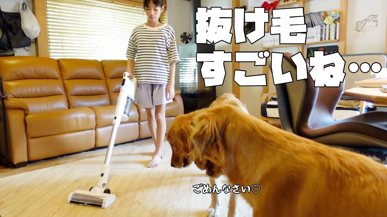 抜け毛掃除を頑張るお姉ちゃんを応援するゴールデンレトリバー姉妹