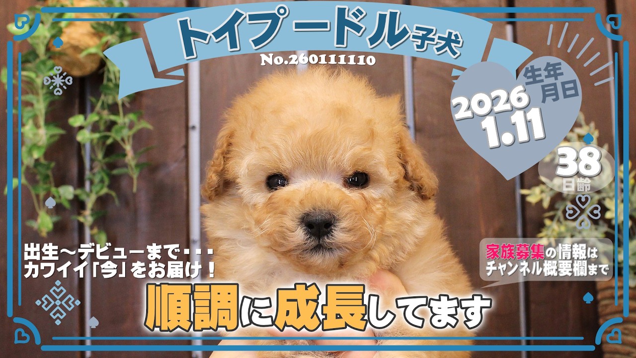 トイプードル子犬｜2026.1.11生（38日齢）①｜オレンジフォーン｜男の子｜滋賀県