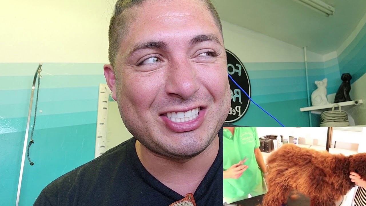 BLAKE HERNANDO - GROOMER REACTS EP. 13 - AUTHENTIC MULTIGENERATIONAL MUTT GROOM - BRAD MONDO SPINOFF
