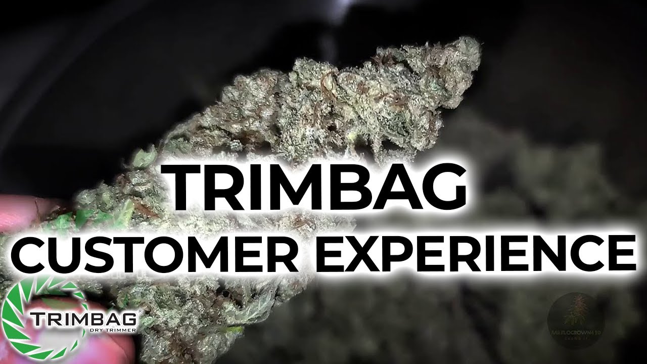 Trimming  Buds with Trimbag!